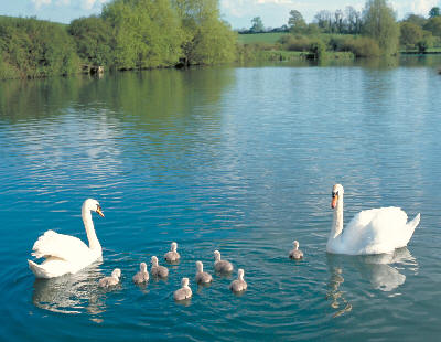 Swans and cygnets - Picture: British Waterways