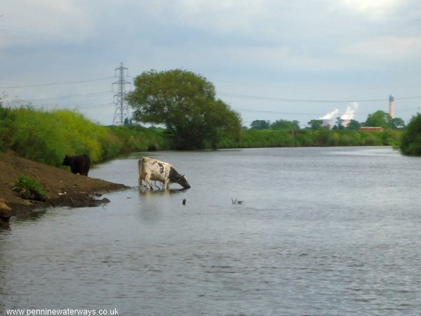 Kellington Marsh, River Aire